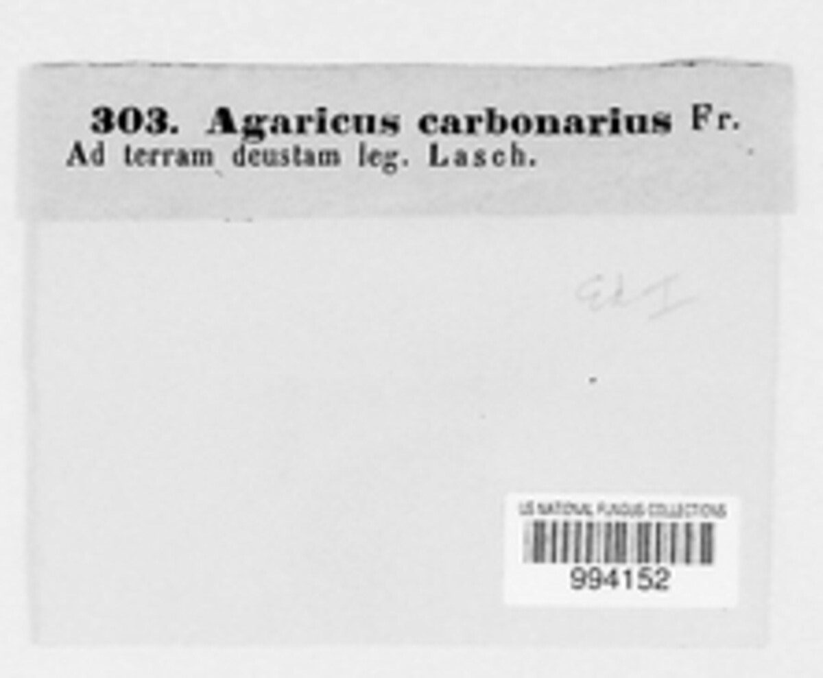 Panaeolus acuminatus image